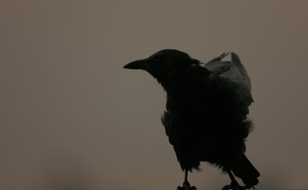 livro-o-corvo-de-poe