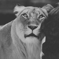 poema-ariel-de-sylvia-plath