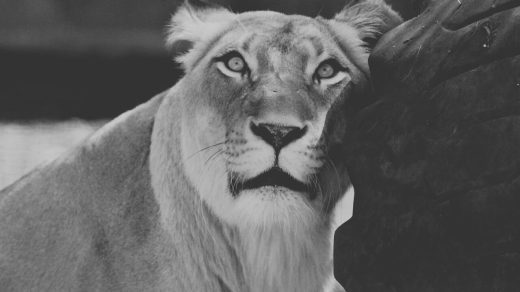 poema-ariel-de-sylvia-plath